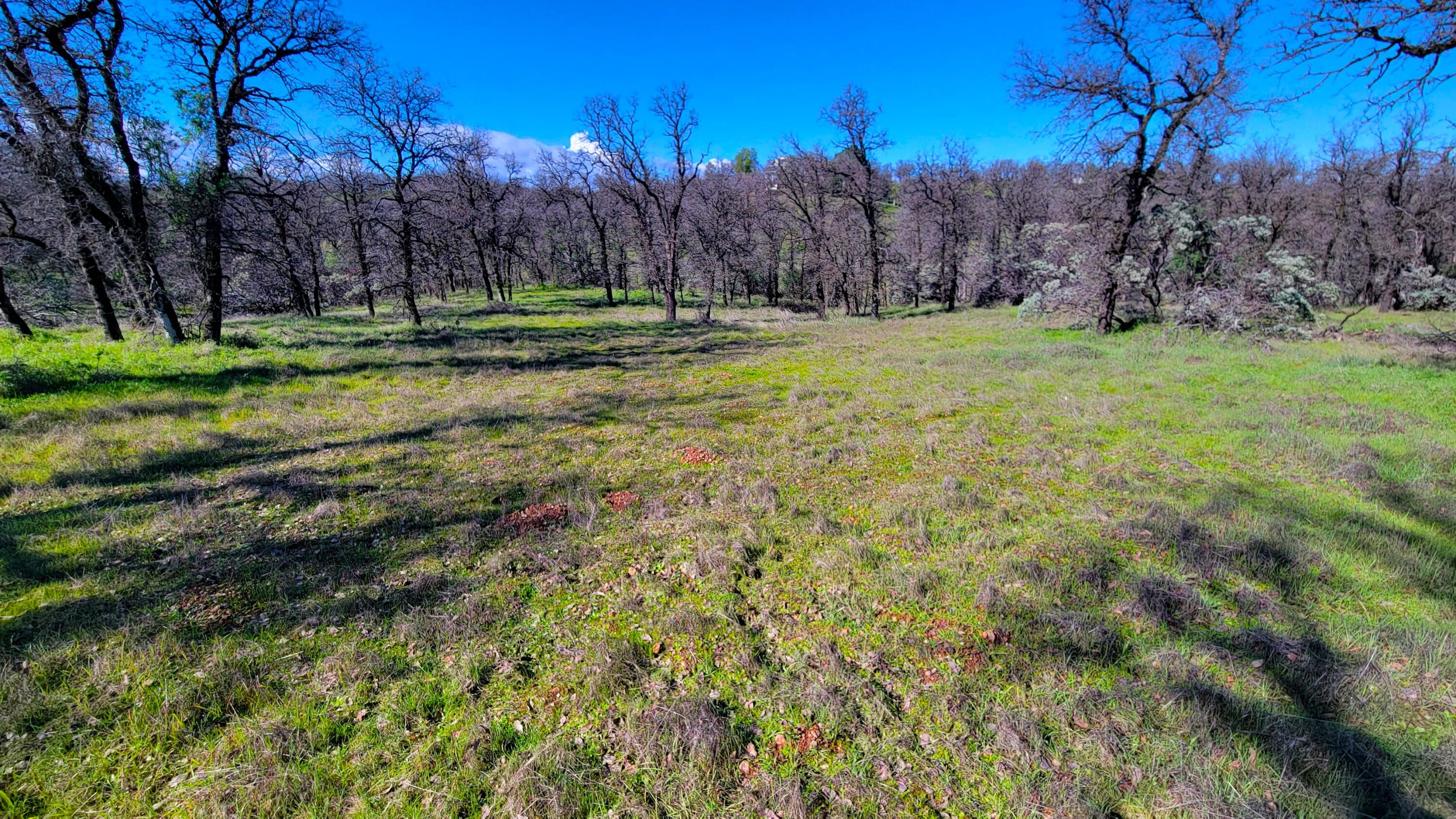 18330 Morning Dew Road Cottonwood, CA 96022 - Photo 8 of 19 a view of outdoor space with trees all around