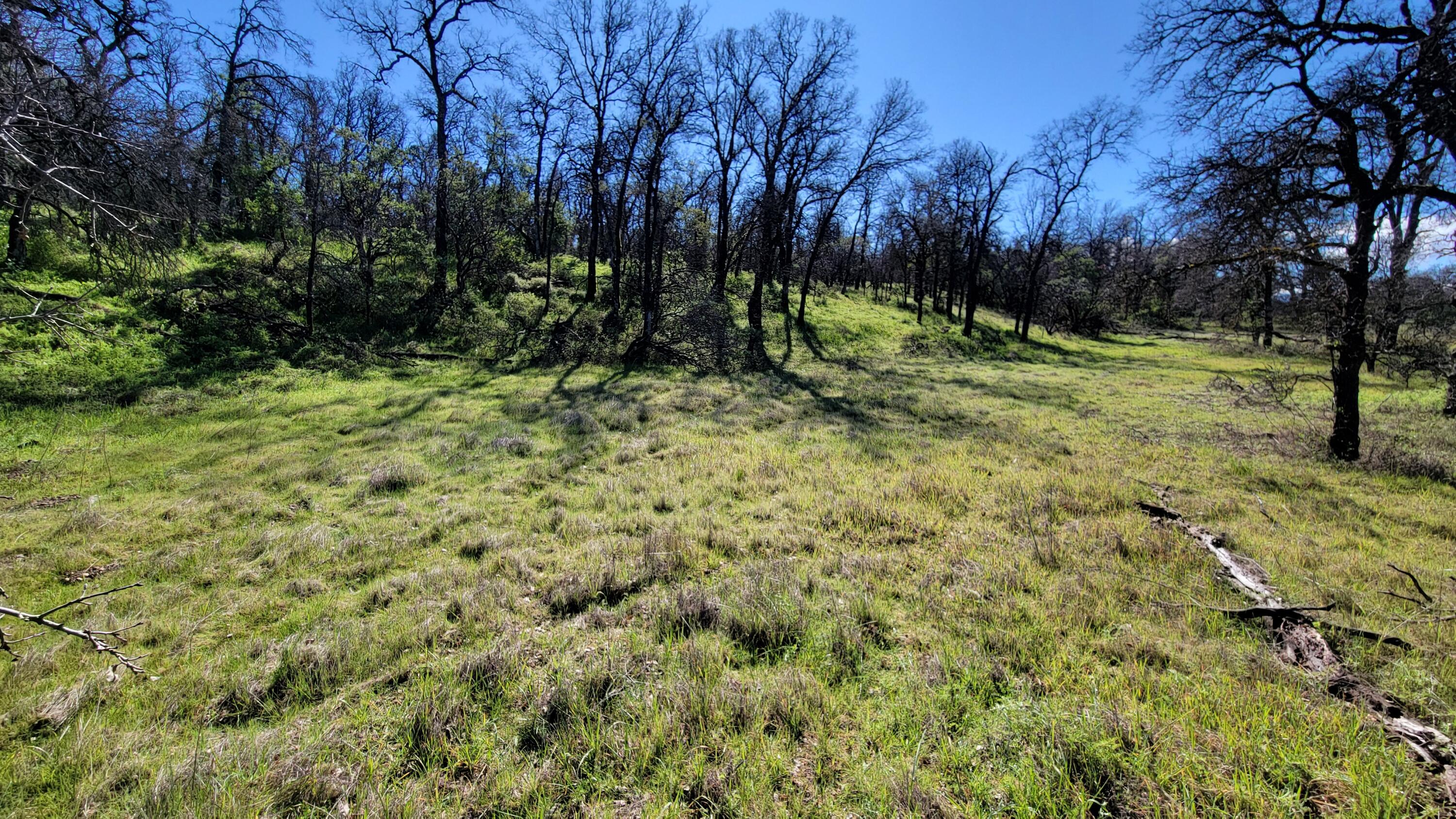 18330 Morning Dew Road Cottonwood, CA 96022 - Photo 9 of 19 a view of outdoor space with trees