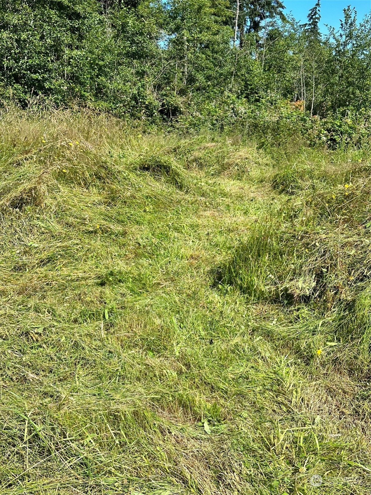3282 Water View Drive Langley, WA 98260 - Photo 11 of 23 a view of a big yard with plants and large trees