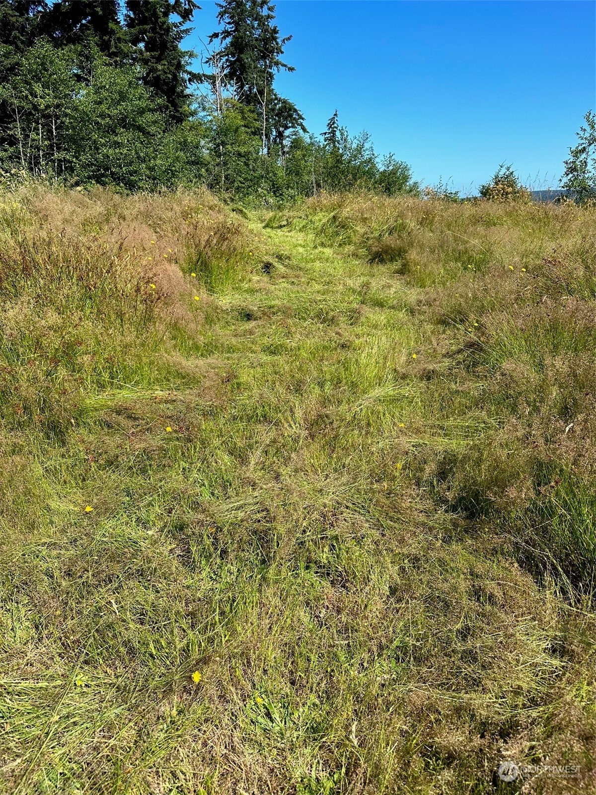 3282 Water View Drive Langley, WA 98260 - Photo 9 of 23 a view of a yard with a tree