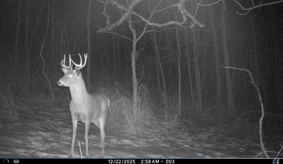E11695 Chadwick Hollow Road Liberty, WI 54664 - Photo 29 of 49 Deer on Neighboring Property