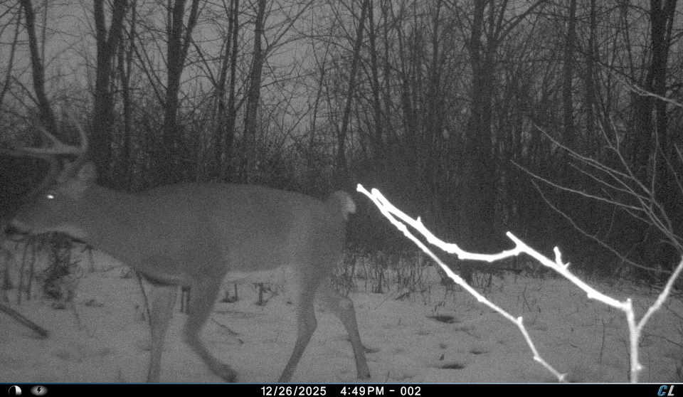 E11695 Chadwick Hollow Road Liberty, WI 54664 - Photo 33 of 49 Deer on Neighboring Property