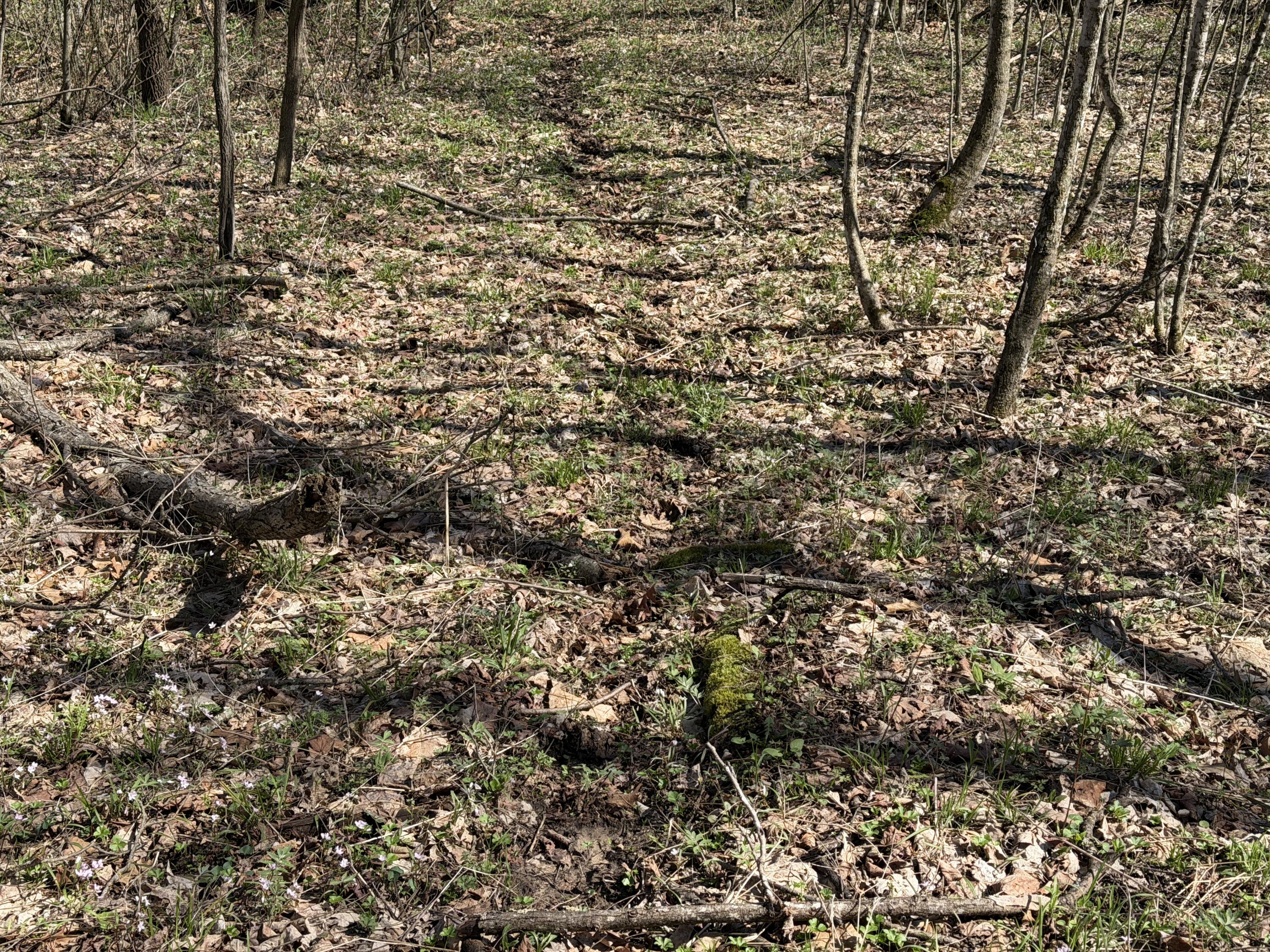 E11695 Chadwick Hollow Road Liberty, WI 54664 - Photo 34 of 49 Deer Trails