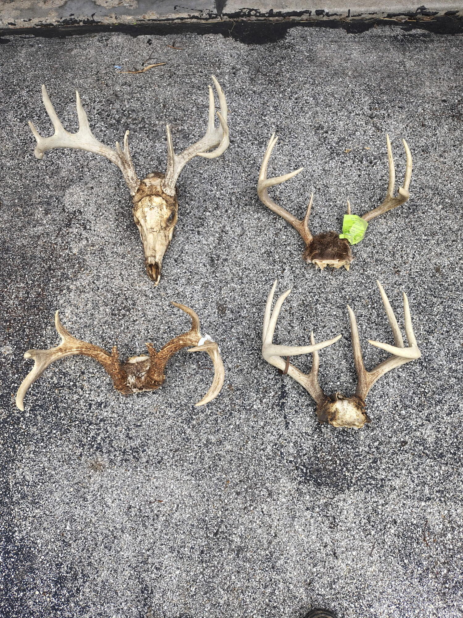 E11695 Chadwick Hollow Road Liberty, WI 54664 - Photo 35 of 49 Deer Antler Pics