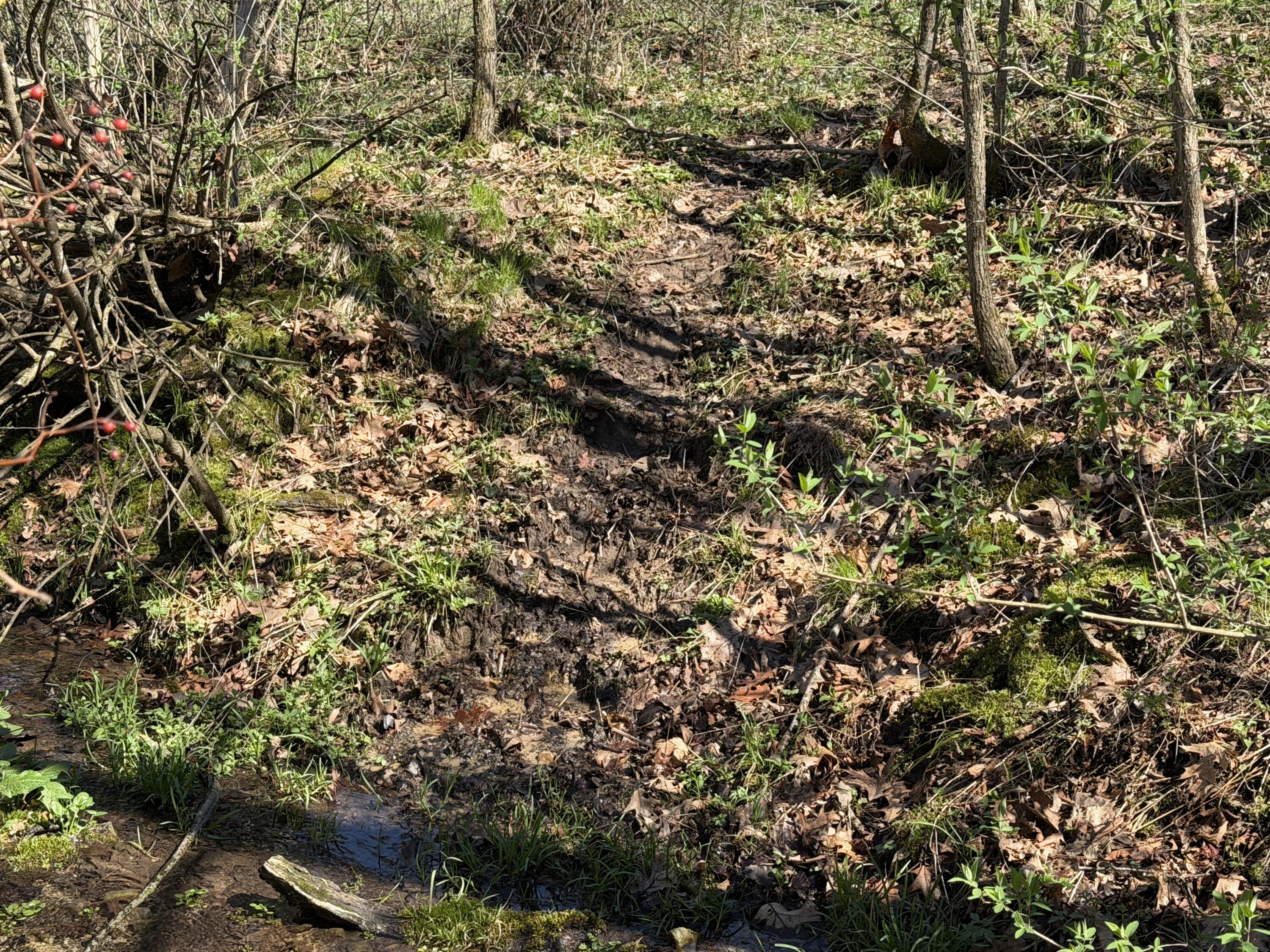 E11695 Chadwick Hollow Road Liberty, WI 54664 - Photo 36 of 49 Deer Trail to the Spring