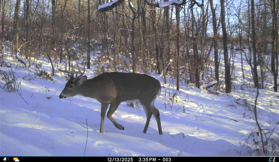 E11695 Chadwick Hollow Road Liberty, WI 54664 - Photo 38 of 49 Deer on Neighboring Property