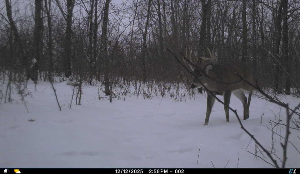 E11695 Chadwick Hollow Road Liberty, WI 54664 - Photo 6 of 49 Deer on Neighboring Property