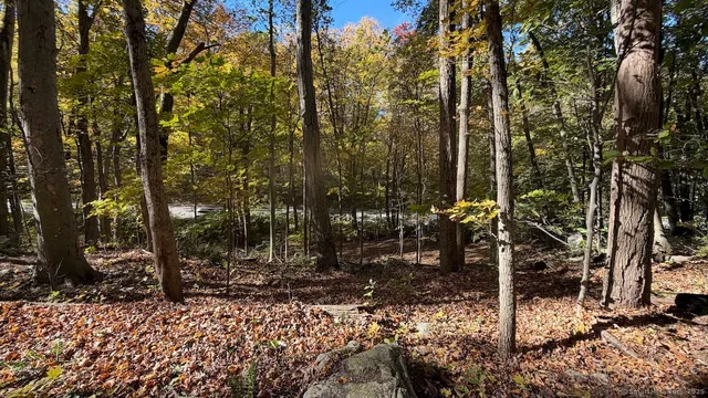 a view of a park with large trees