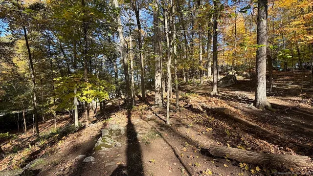 a view of a forest filled with trees