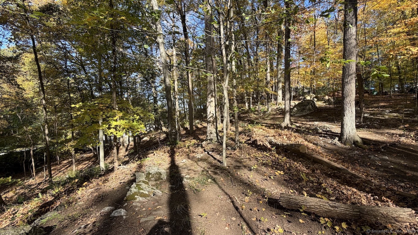 Main Street Trumbull, CT 06611 - Photo 4 of 4 a view of a forest filled with trees