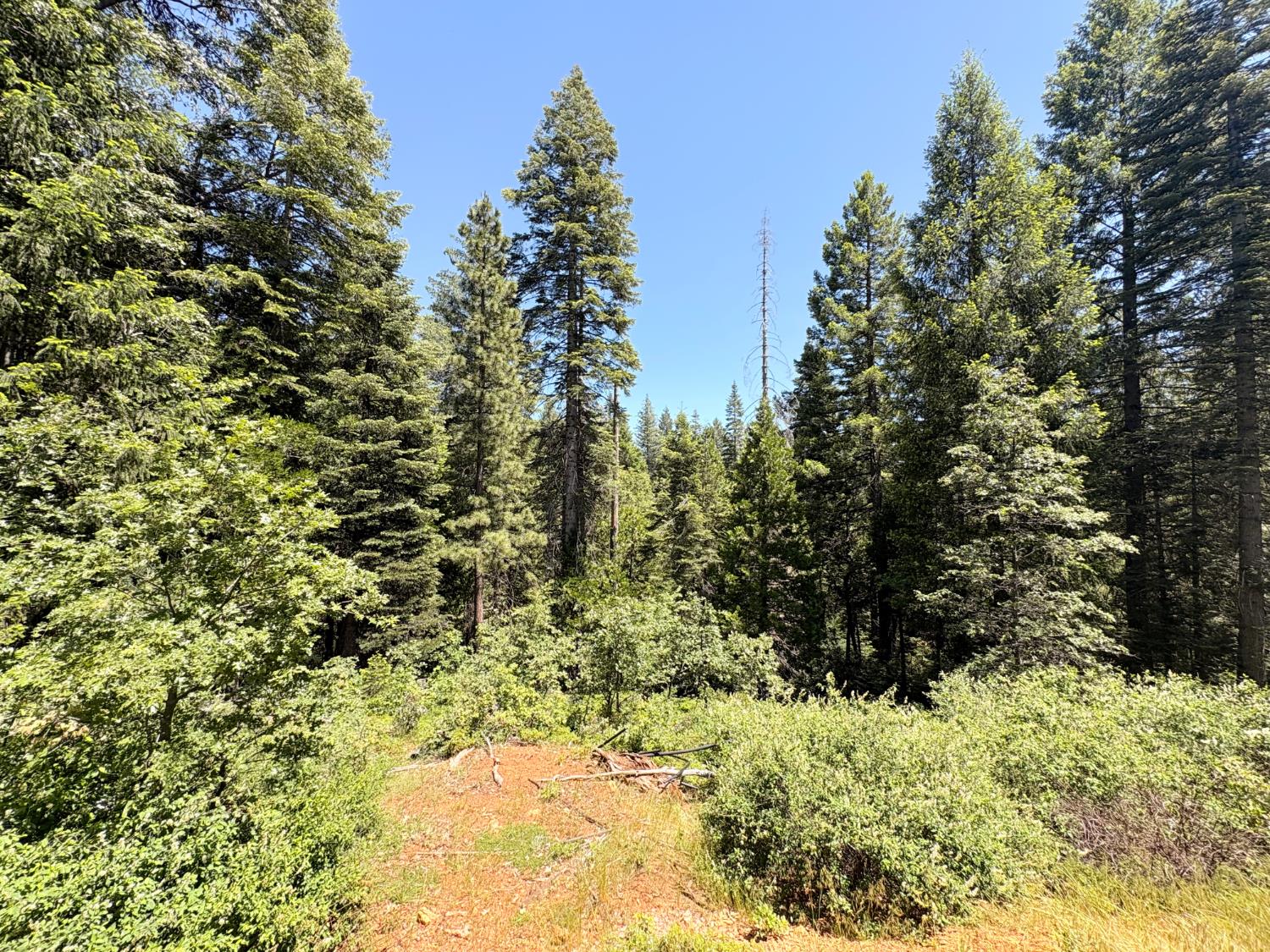 14666 Woolford Mill Road Nevada City, CA 95959 - Photo 8 of 12 a view of a yard with trees