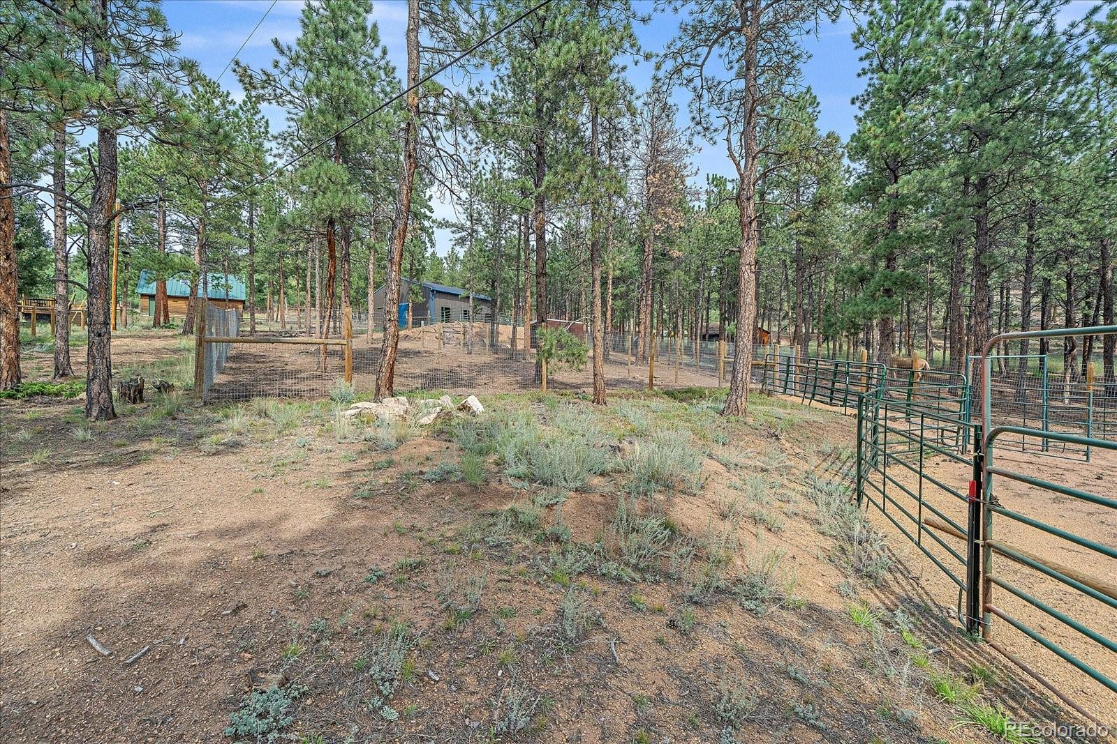 104 Six Bits Street Bailey, CO 80421 - Photo 34 of 43 a view of backyard with tree