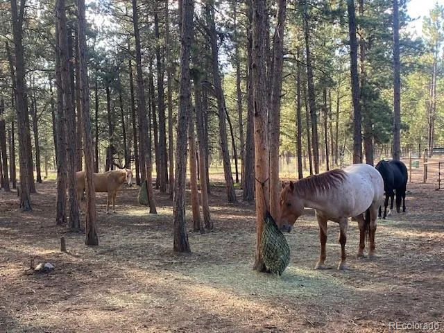 a view of couches in the room with a trees
