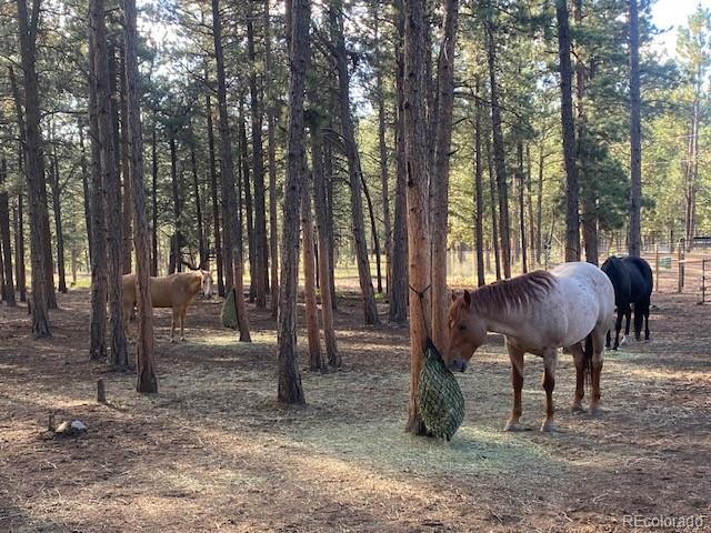 104 Six Bits Street Bailey, CO 80421 - Photo 38 of 46 a view of couches in the room with a trees