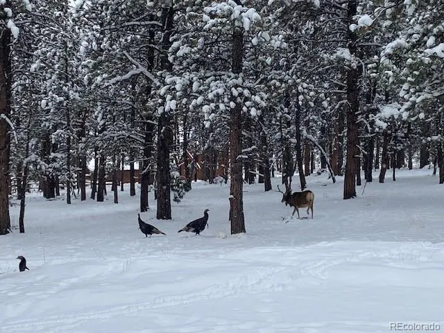 a view of park with a bench