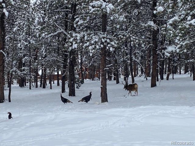 104 Six Bits Street Bailey, CO 80421 - Photo 46 of 46 a view of park with a bench