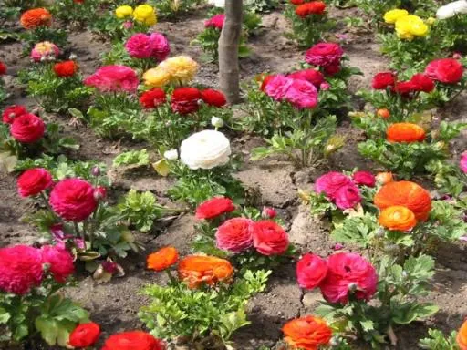 a view of street with flower and flowers