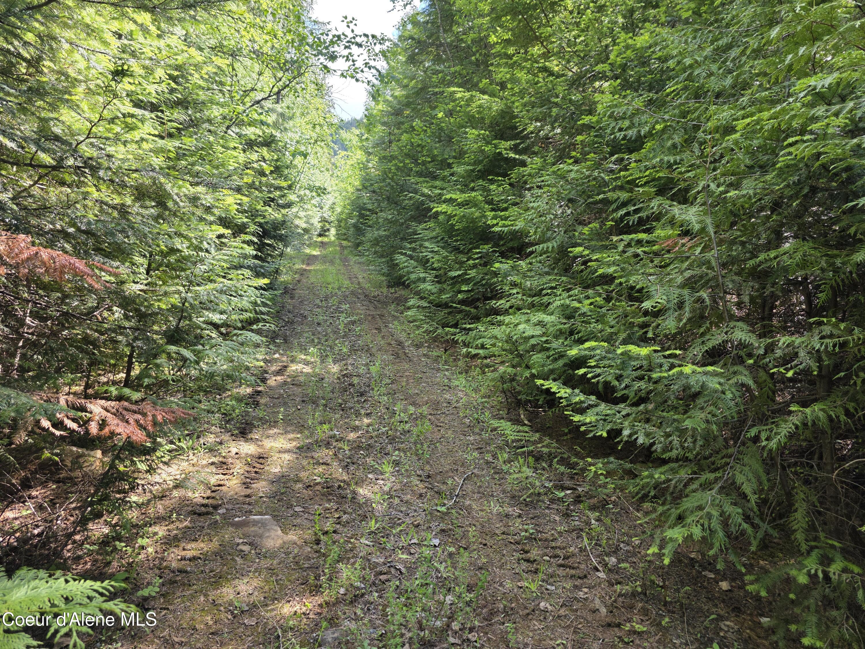 5784 River Road Clark Fork, ID 83811 - Photo 18 of 38 Walking paths thru-out to 80 acres