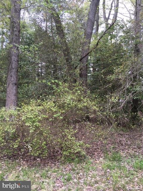 5764 Cornstack Road Marion Station, MD 21838 - Photo 7 of 7 a view of a forest with lots of trees