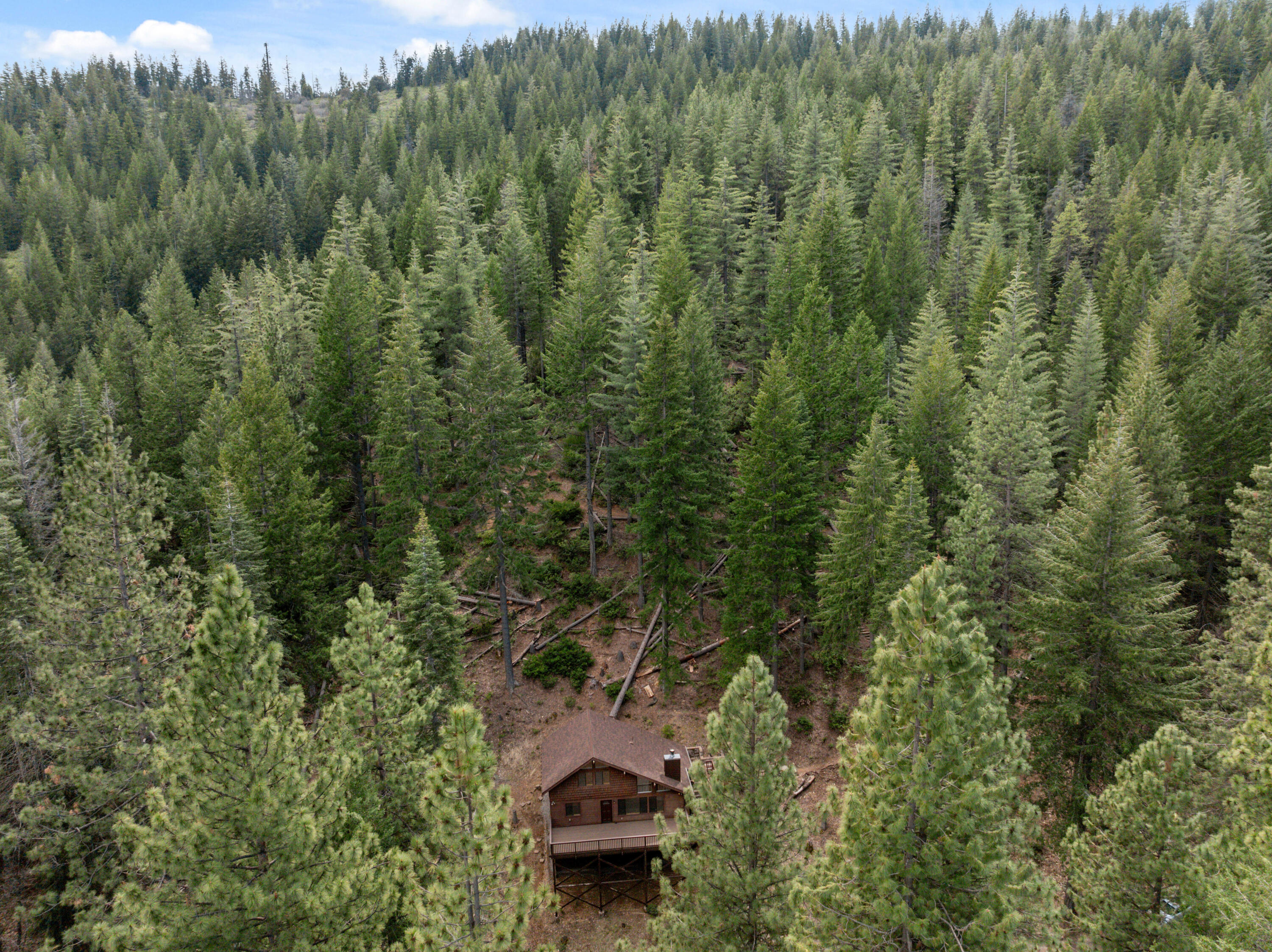 2120 Pack Trail Mount Shasta, CA 96067 - Photo 64 of 92 a view of a forest with a street