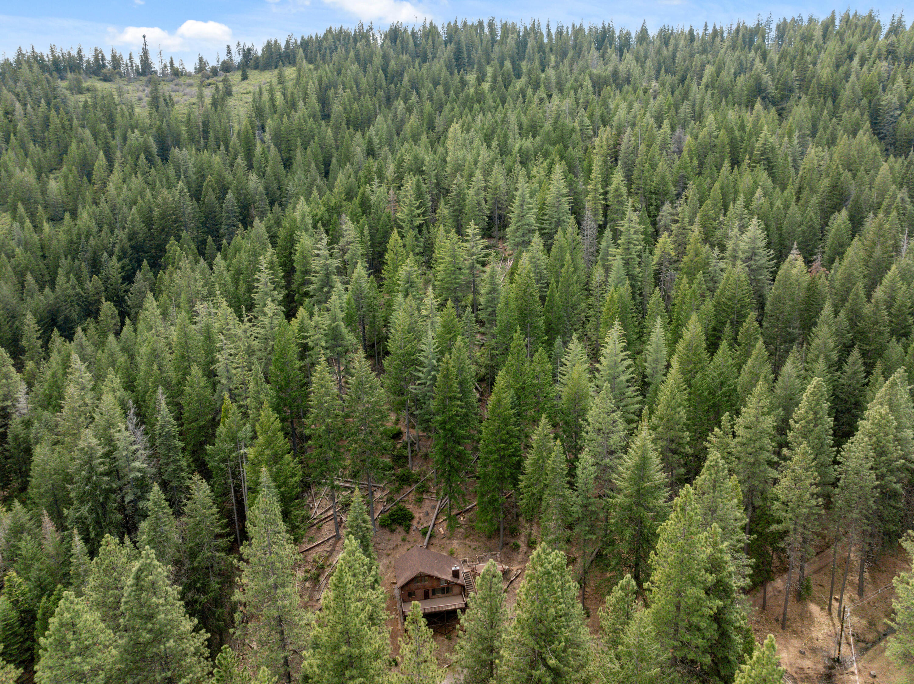 2120 Pack Trail Mount Shasta, CA 96067 - Photo 65 of 92 a view of a forest with a street