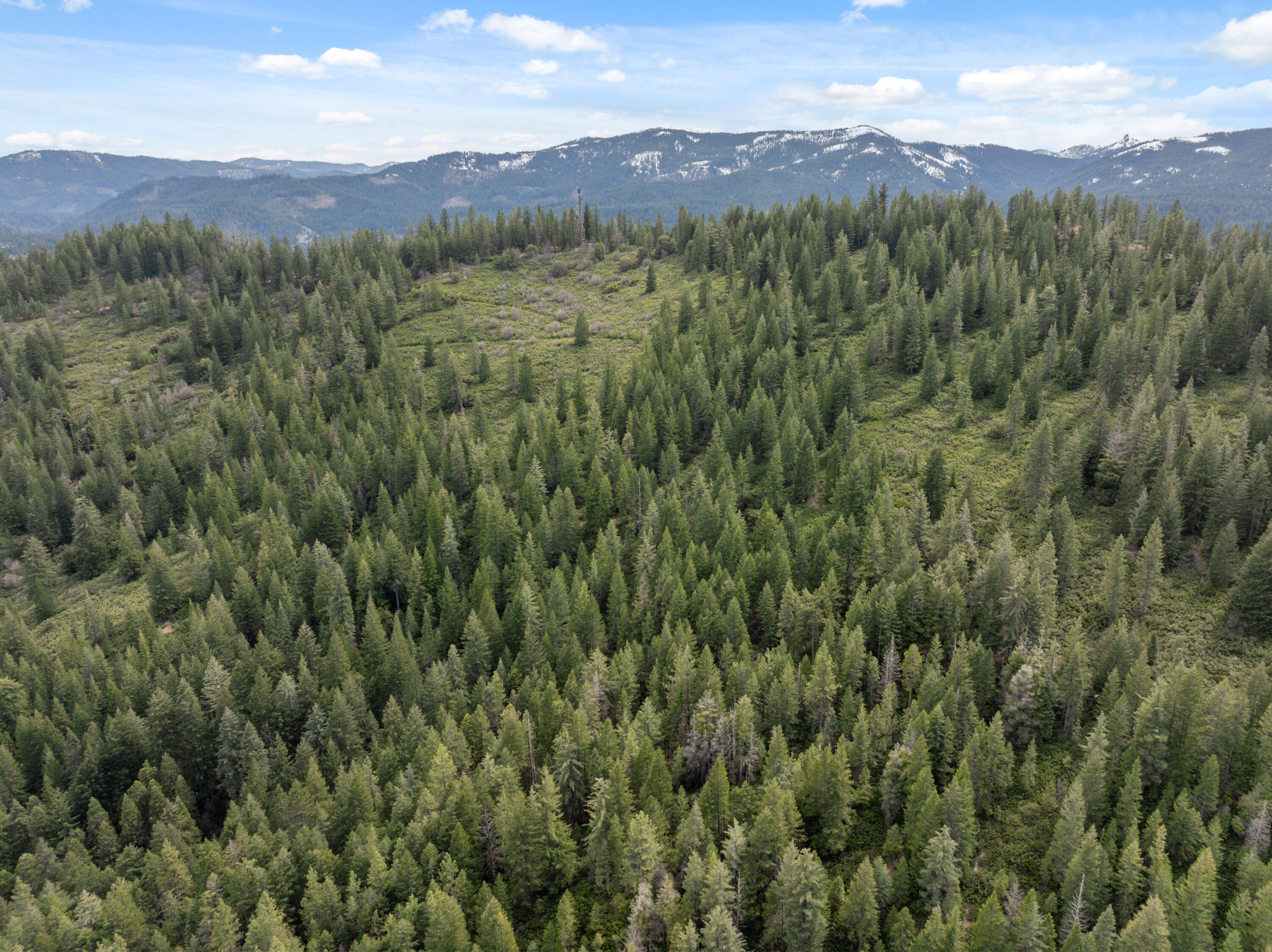 2120 Pack Trail Mount Shasta, CA 96067 - Photo 66 of 92 a view of a lush green hillside and a mountain