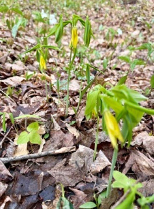 Northwest Morrison Road Northwest Rapid City, MI 49676 - Photo 7 of 58