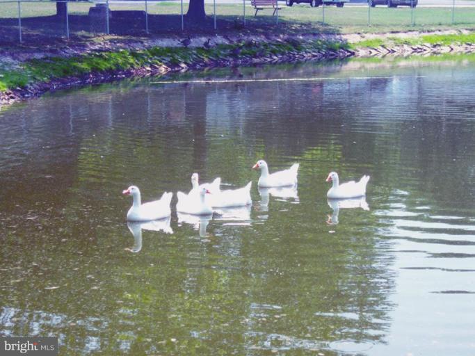 7810 Clark Road, Unit D26 Jessup, MD 20794 - Photo 15 of 15 Duck Pond