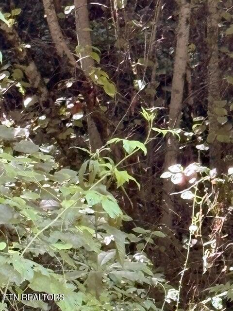 Lot 1 Old Furnace Road Tellico Plains, TN 37385 - Photo 4 of 6 5