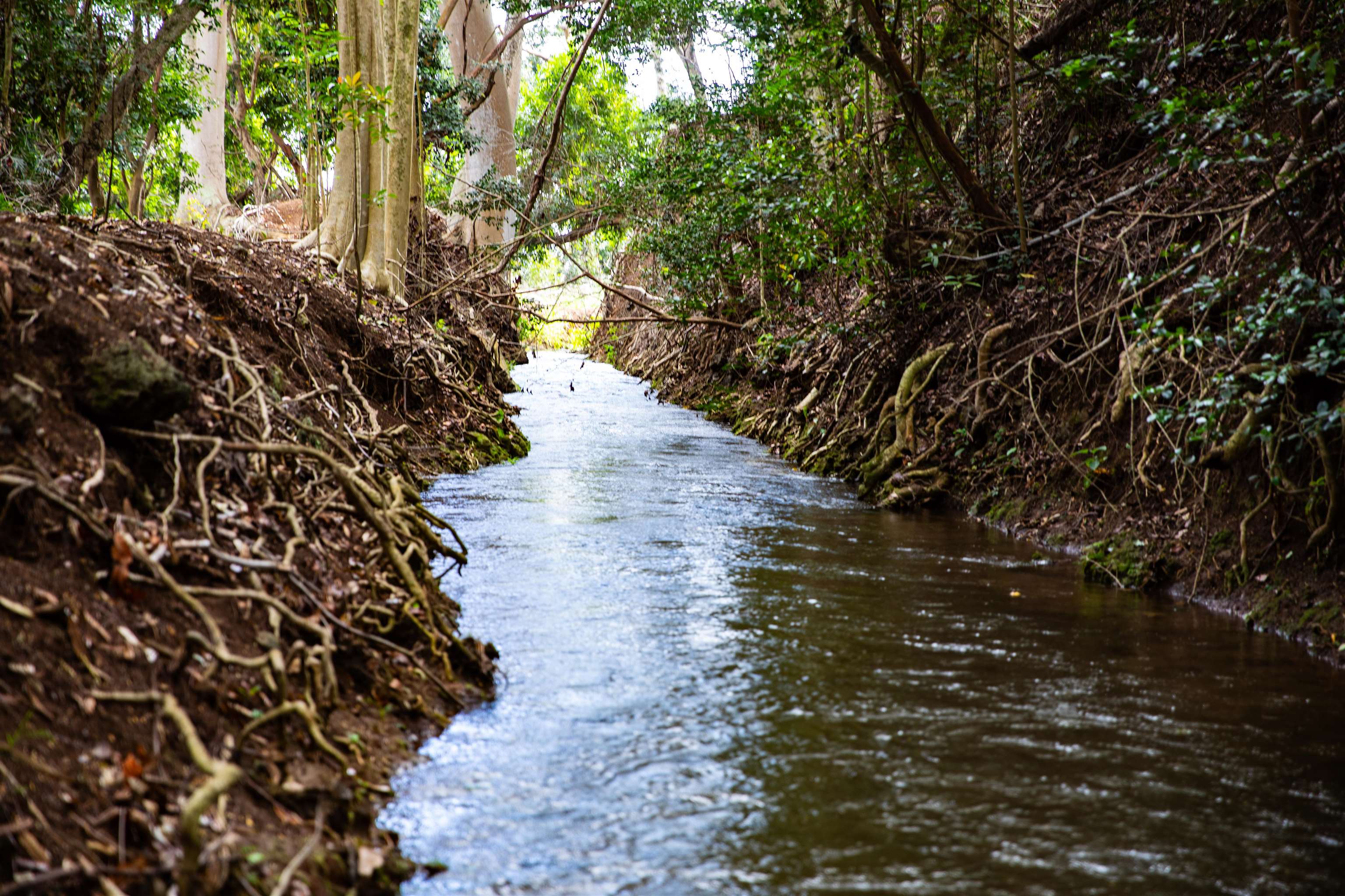 a view of a yard with plants and large trees
