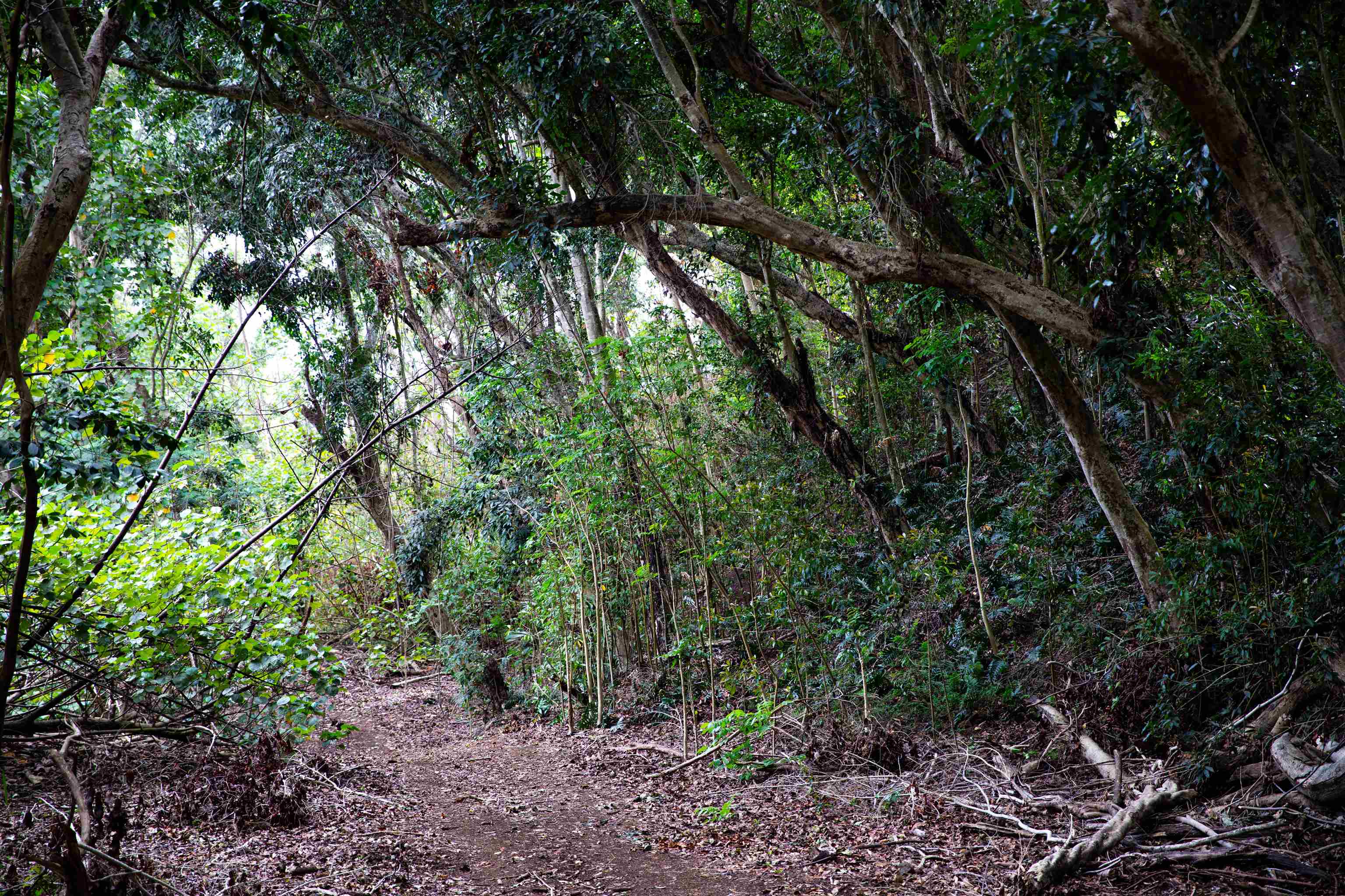 0 Malaihi Road Wailuku, HI 96793 - Photo 11 of 18 a view of an outdoor space