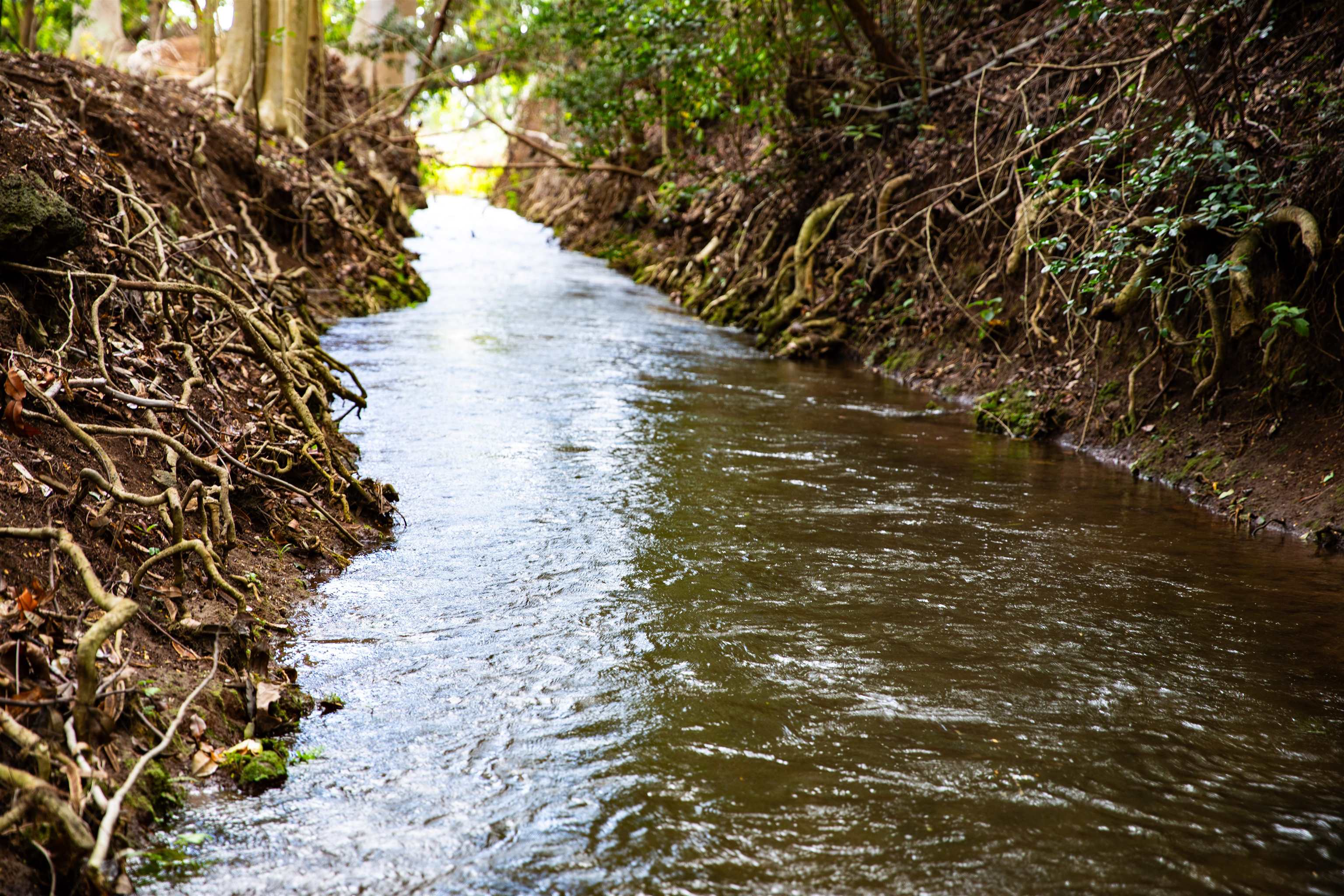 0 Malaihi Road Wailuku, HI 96793 - Photo 15 of 18 a view of a tree with lots of plants