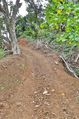 a view of a dirt road with trees in the background