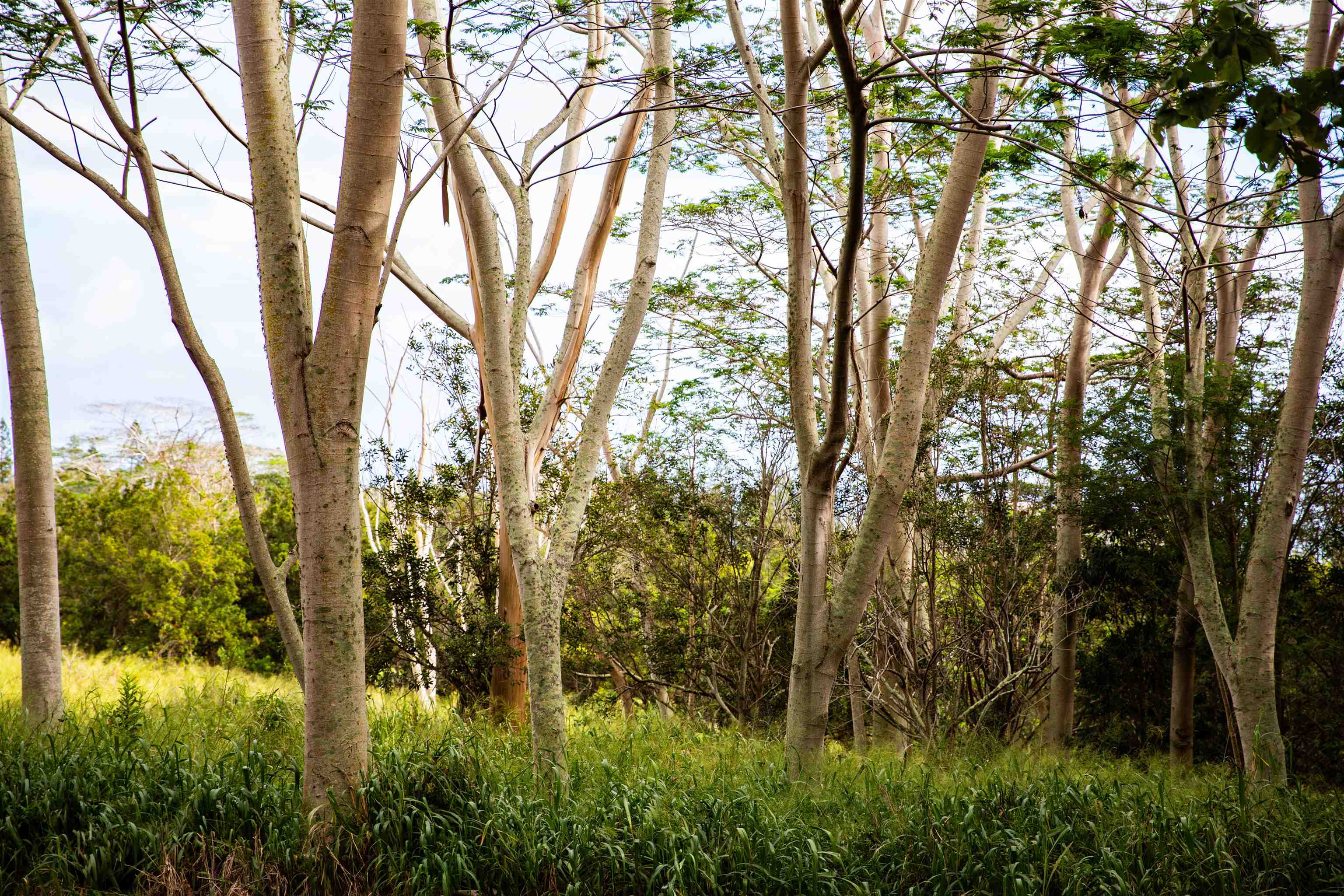 0 Malaihi Road Wailuku, HI 96793 - Photo 2 of 18 a view of lake