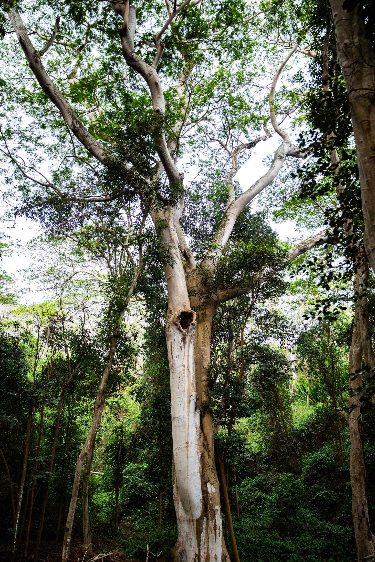0 Malaihi Road Wailuku, HI 96793 - Photo 4 of 18 a close up of a tree in a yard