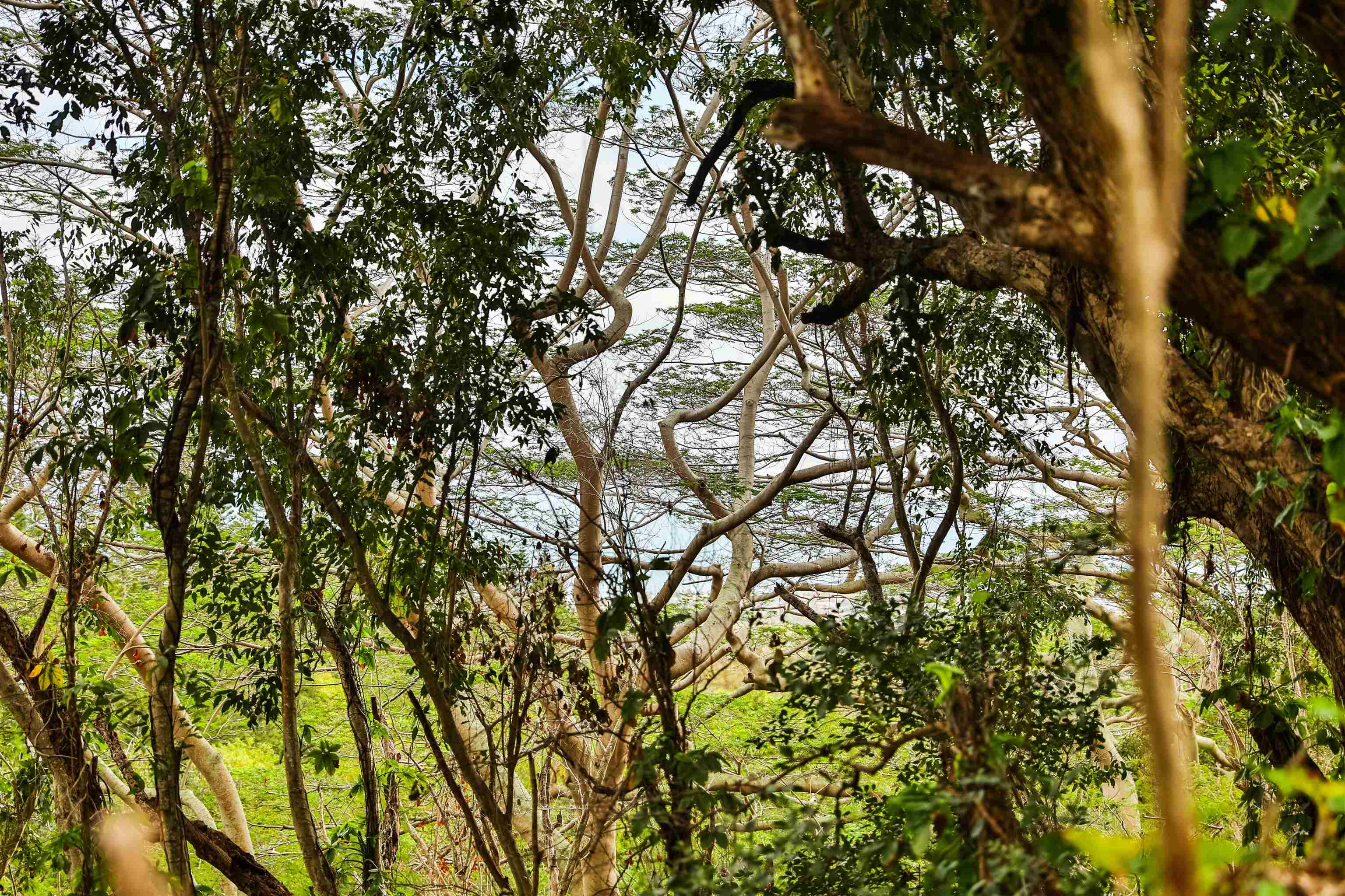 0 Malaihi Road Wailuku, HI 96793 - Photo 9 of 18 a view of tree