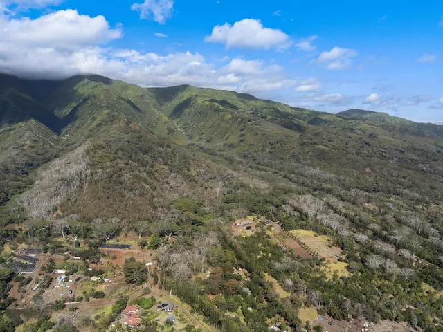 a view of a bunch of trees