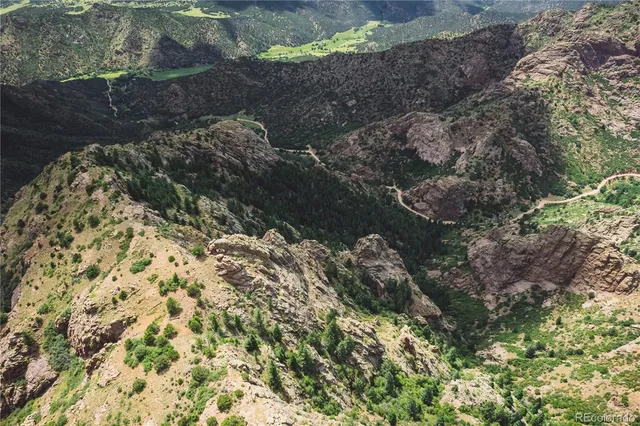 a view of a forest with a tree