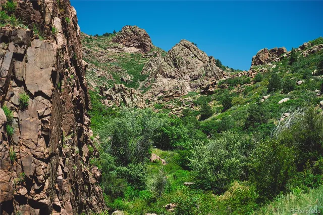 a view of a large tree with plants in front of it