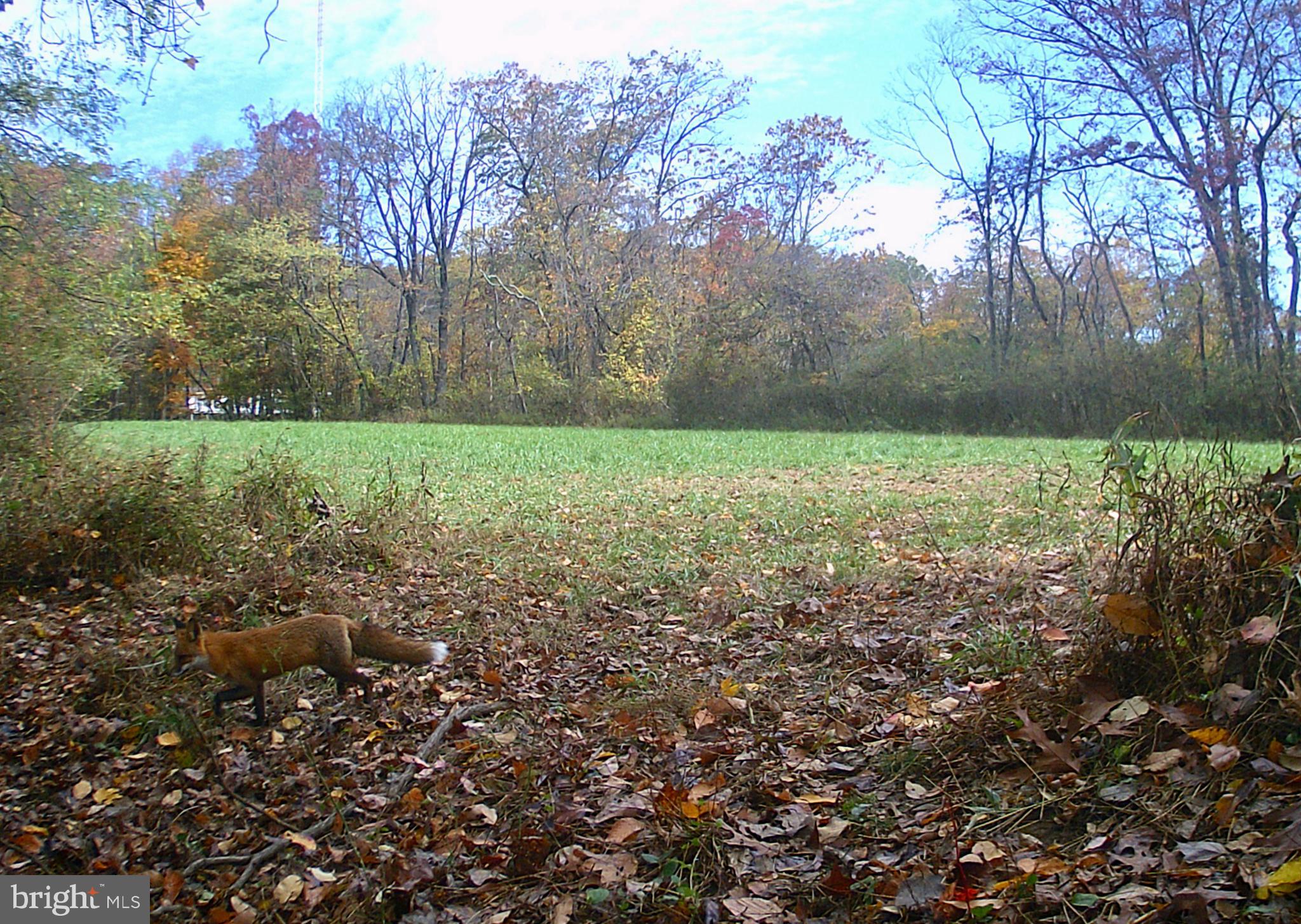 1250 Tower Road York, PA 17406 - Photo 45 of 48 Attention Wildlife fans