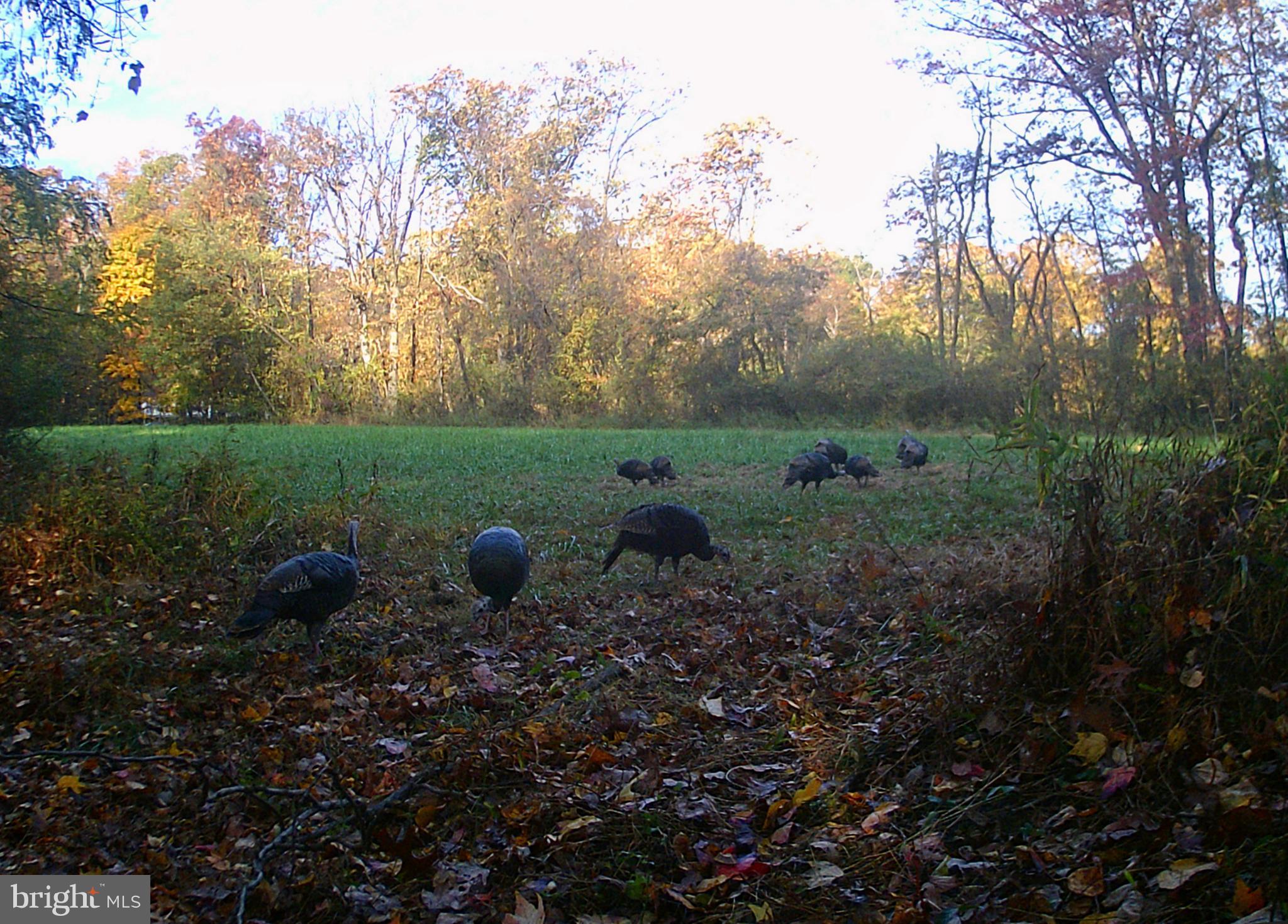 1250 Tower Road York, PA 17406 - Photo 46 of 48 Attention Wildlife fans