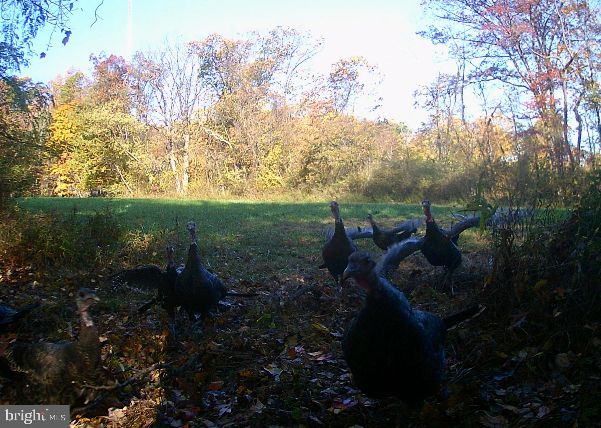 1250 Tower Road York, PA 17406 - Photo 48 of 48 Attention Wildlife fans