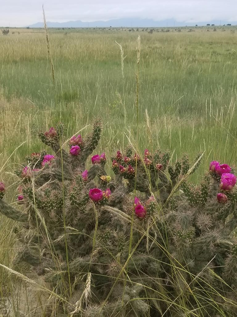 Tbd Tbd Schmitt Road Rye, CO 81069 - Photo 21 of 34 a view of a garden