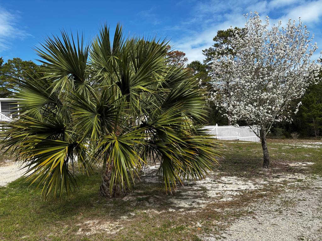 1810 Lighthouse Road Carrabelle, FL 32322 - Photo 77 of 80