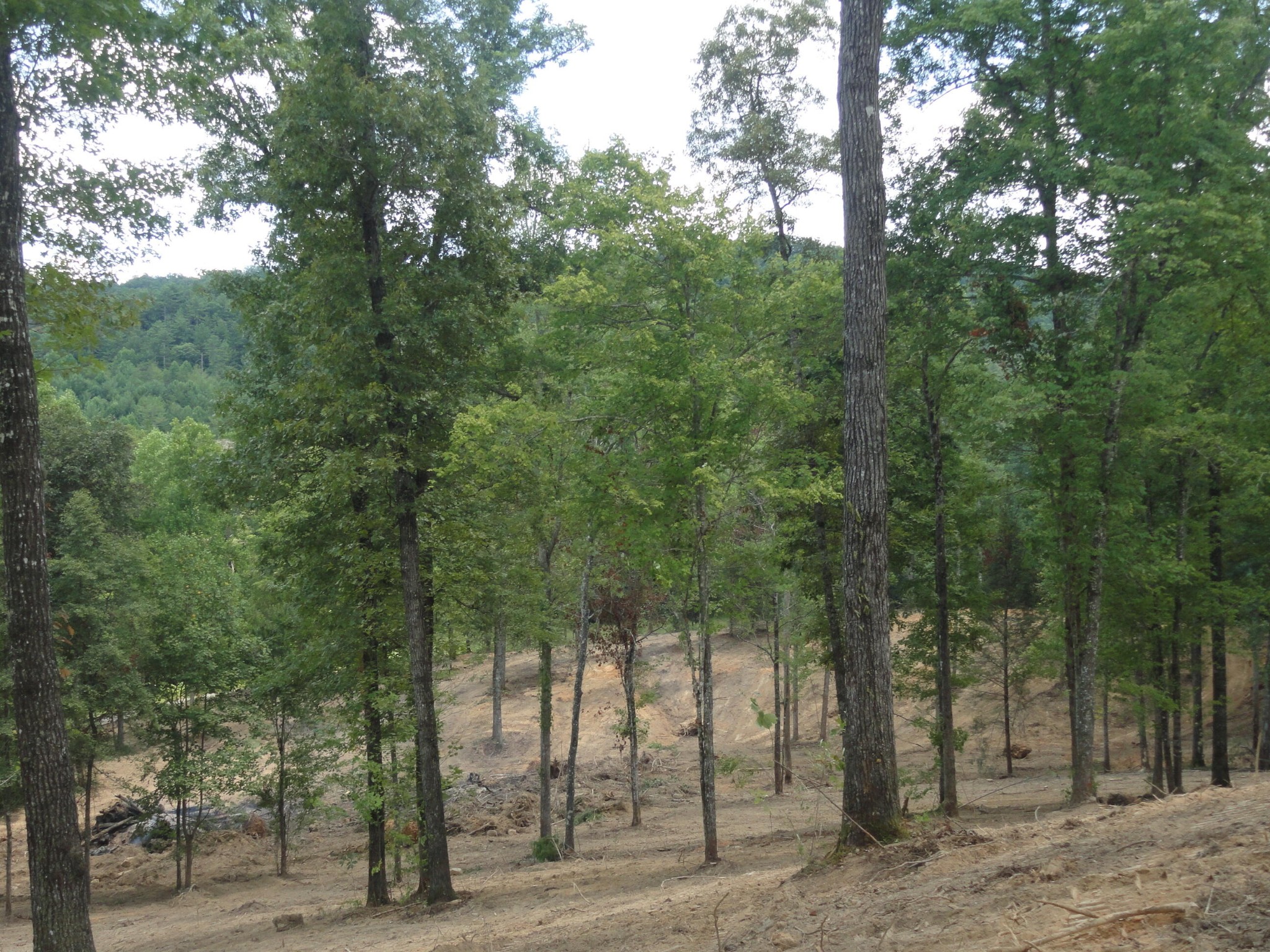 2277 Tellico Reliance Road Reliance, TN 37369 - Photo 24 of 34 a view of a forest