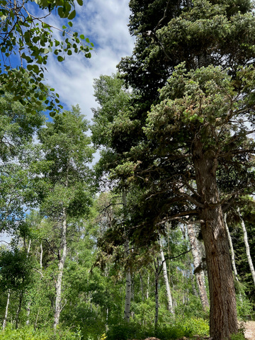11237 East Aspen Road, Unit 74 Heber City, UT 84032 - Photo 29 of 32 Mature trees providing natural shade and a lush green environment