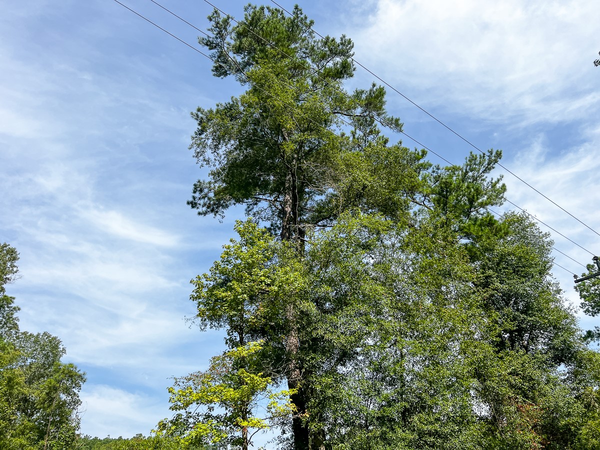 1 County Road 3725 Colmesneil, TX 75938 - Photo 23 of 33