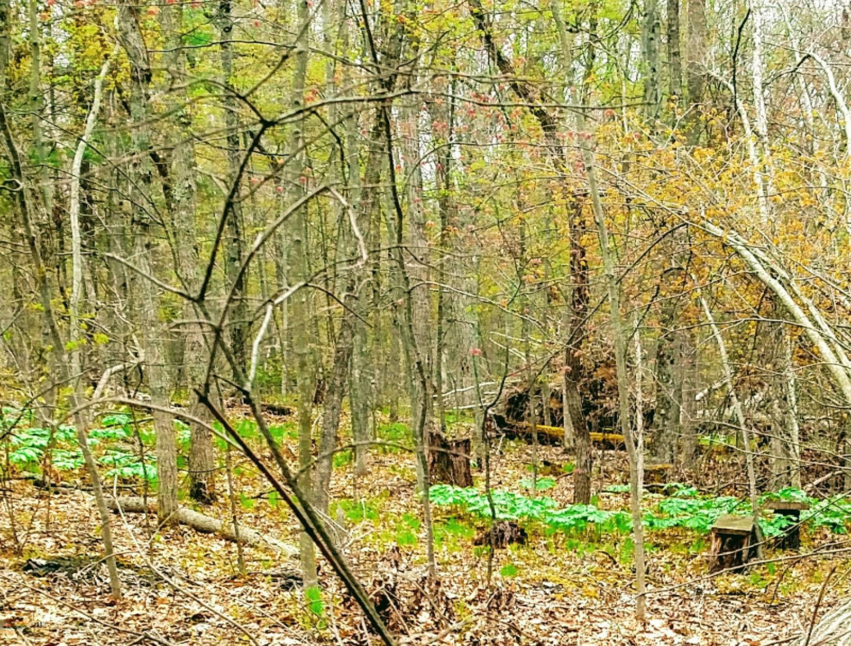 7269 Rolling Road Newaygo, MI 49337 - Photo 5 of 31 IMG_20190507_100003566