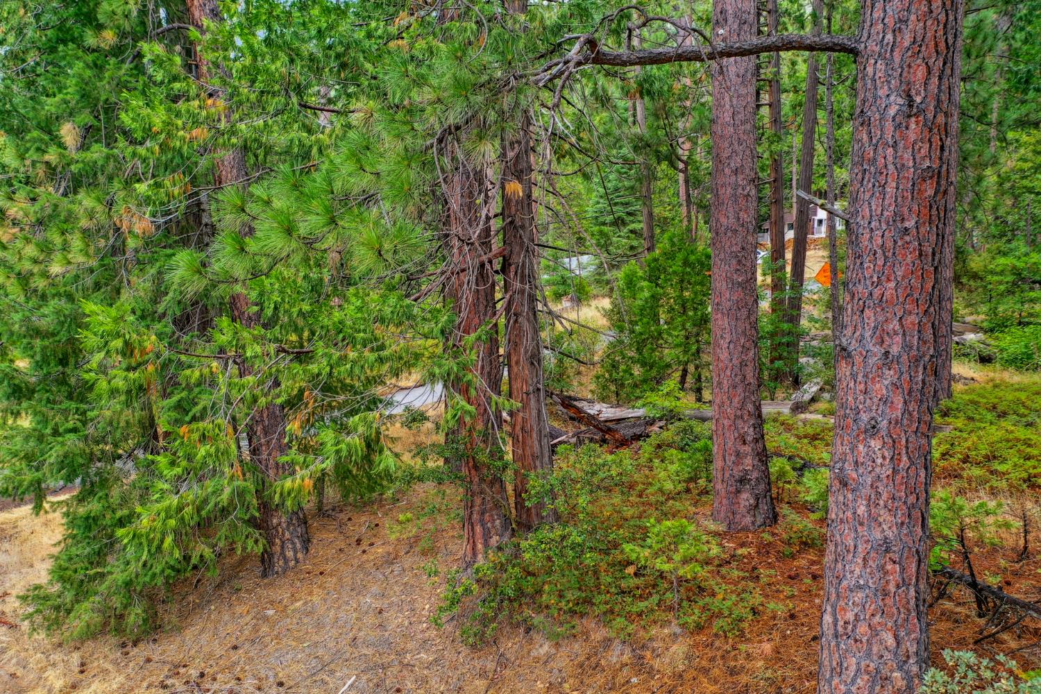 1 Rd To Mandalay Kyburz, CA 95720 - Photo 2 of 10 a view of a yard with plants