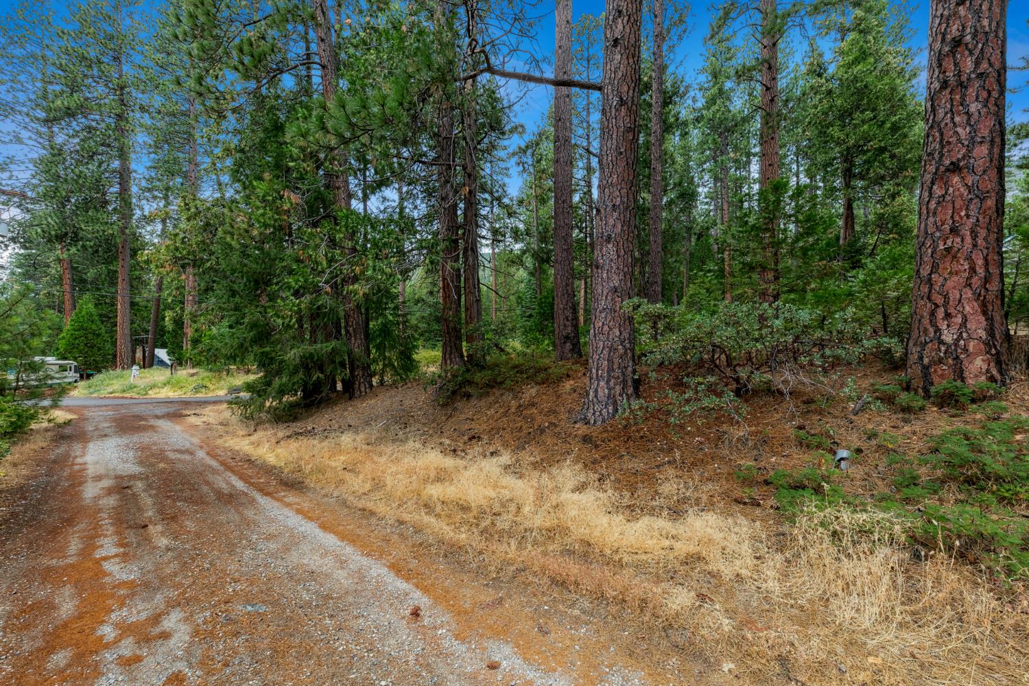 1 Rd To Mandalay Kyburz, CA 95720 - Photo 5 of 10 a view of a forest with trees in the background